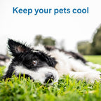 The Green Pet Shop Cool Pet Pad - Large, Blue - Self-Cooling, Pressure Activated Mat for Dogs & Cats from 46-80 lbs - Non-Toxic Gel, No Water Needed