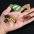 Children Simulation Biology Model Toy Animal Plant Life Growth Cycle Montessori Children Toys Set Teaching Aids Educational Toys