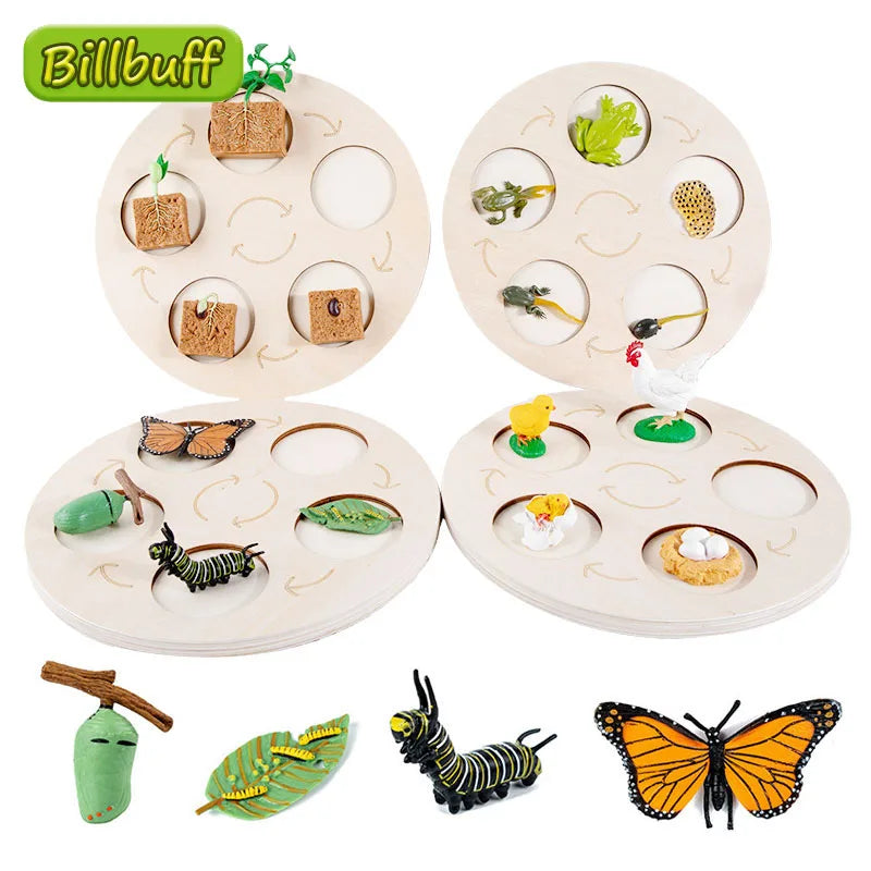 Children Simulation Biology Model Toy Animal Plant Life Growth Cycle Montessori Children Toys Set Teaching Aids Educational Toys