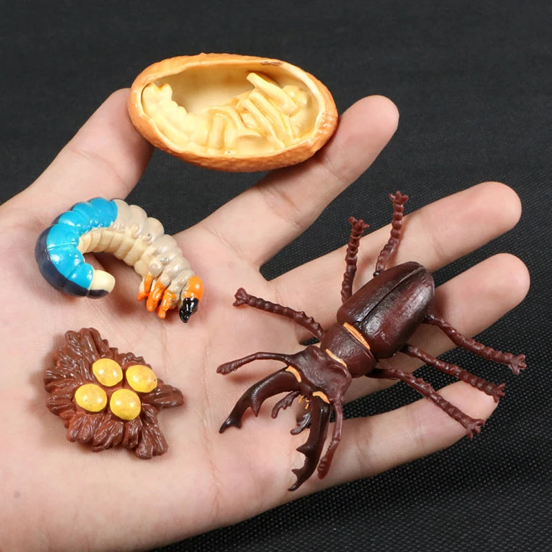 Children Simulation Biology Model Toy Animal Plant Life Growth Cycle Montessori Children Toys Set Teaching Aids Educational Toys