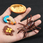 Children Simulation Biology Model Toy Animal Plant Life Growth Cycle Montessori Children Toys Set Teaching Aids Educational Toys