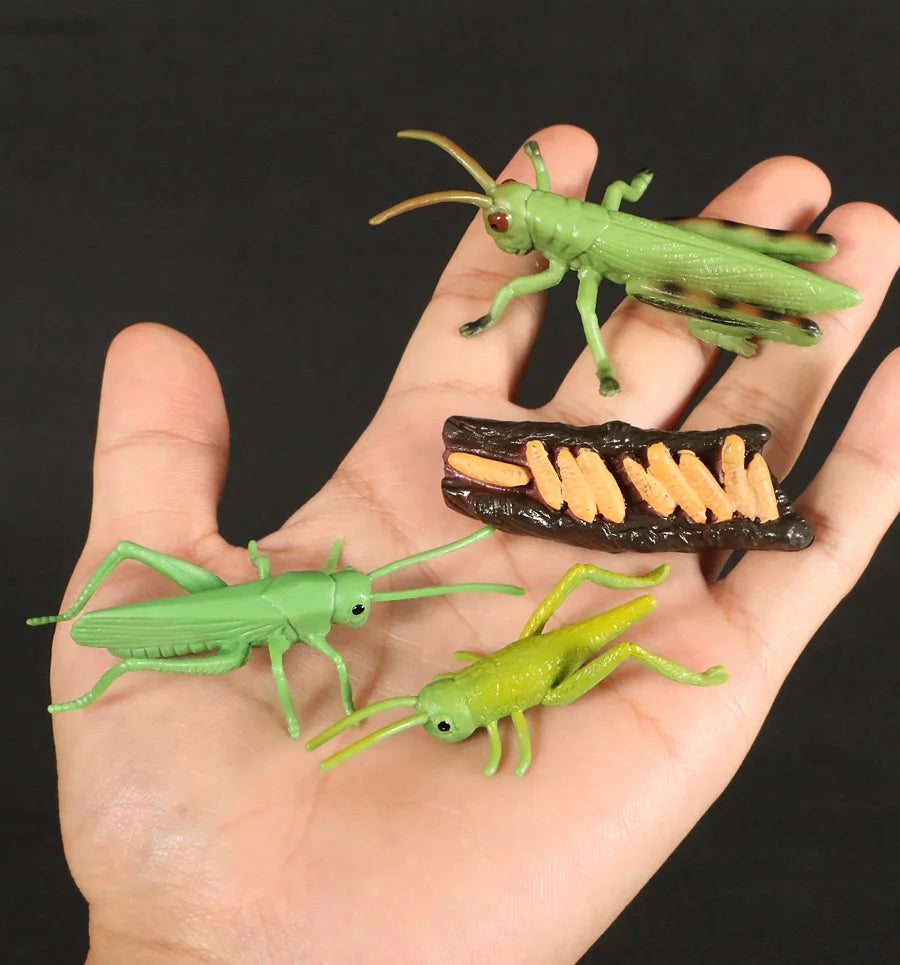 Children Simulation Biology Model Toy Animal Plant Life Growth Cycle Montessori Children Toys Set Teaching Aids Educational Toys