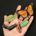 Montessori Animal and Plant Life Cycle Biology Model Toy Set