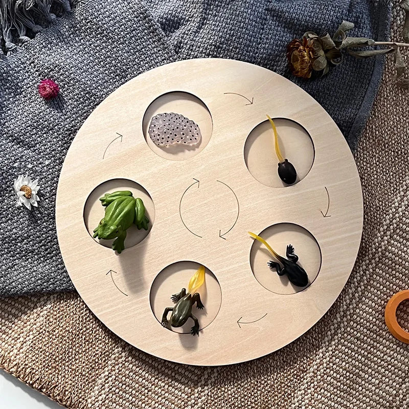 Children Simulation Biology Model Toy Animal Plant Life Growth Cycle Montessori Children Toys Set Teaching Aids Educational Toys