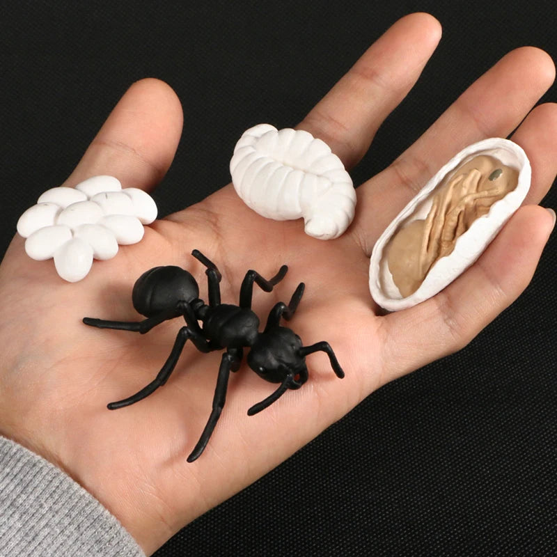 Children Simulation Biology Model Toy Animal Plant Life Growth Cycle Montessori Children Toys Set Teaching Aids Educational Toys
