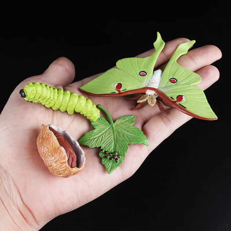 Children Simulation Biology Model Toy Animal Plant Life Growth Cycle Montessori Children Toys Set Teaching Aids Educational Toys