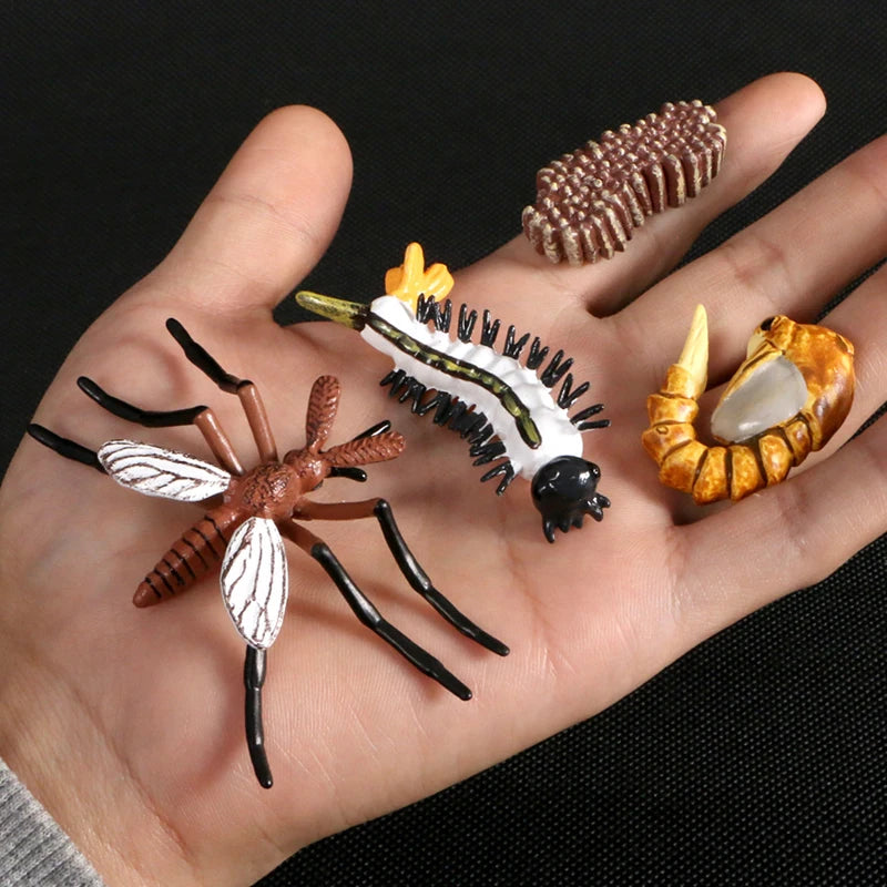 Children Simulation Biology Model Toy Animal Plant Life Growth Cycle Montessori Children Toys Set Teaching Aids Educational Toys