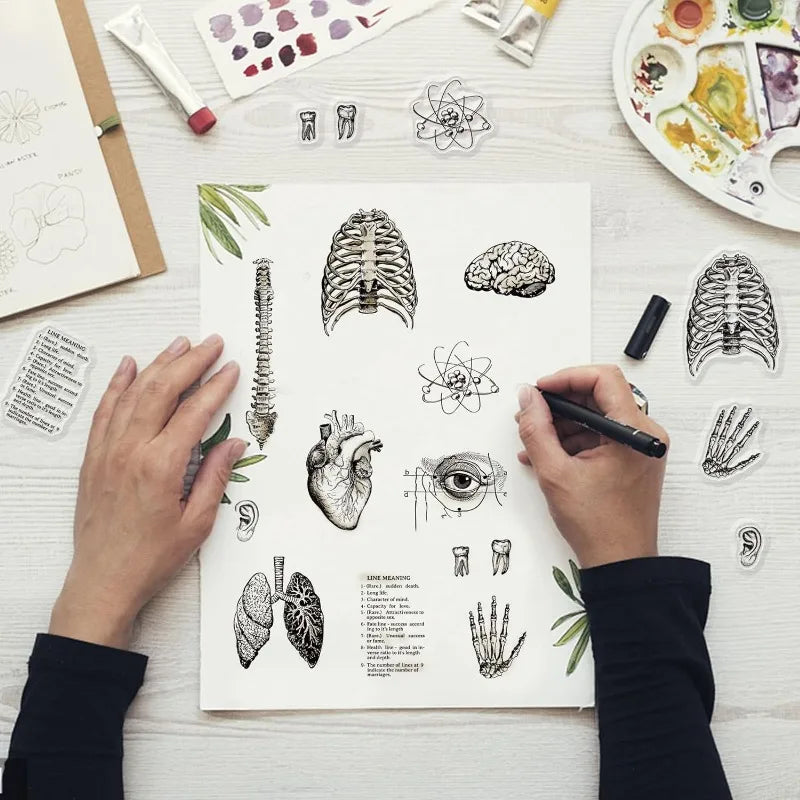 1 Sheet Human Body Silicone Clear Stamp Spine Brain Transparent Silicone Stamp Heart Lungs Rubber Stamp 4.3 x 6.3 Inch