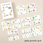 Children Simulation Biology Model Toy Animal Plant Life Growth Cycle Montessori Children Toys Set Teaching Aids Educational Toys
