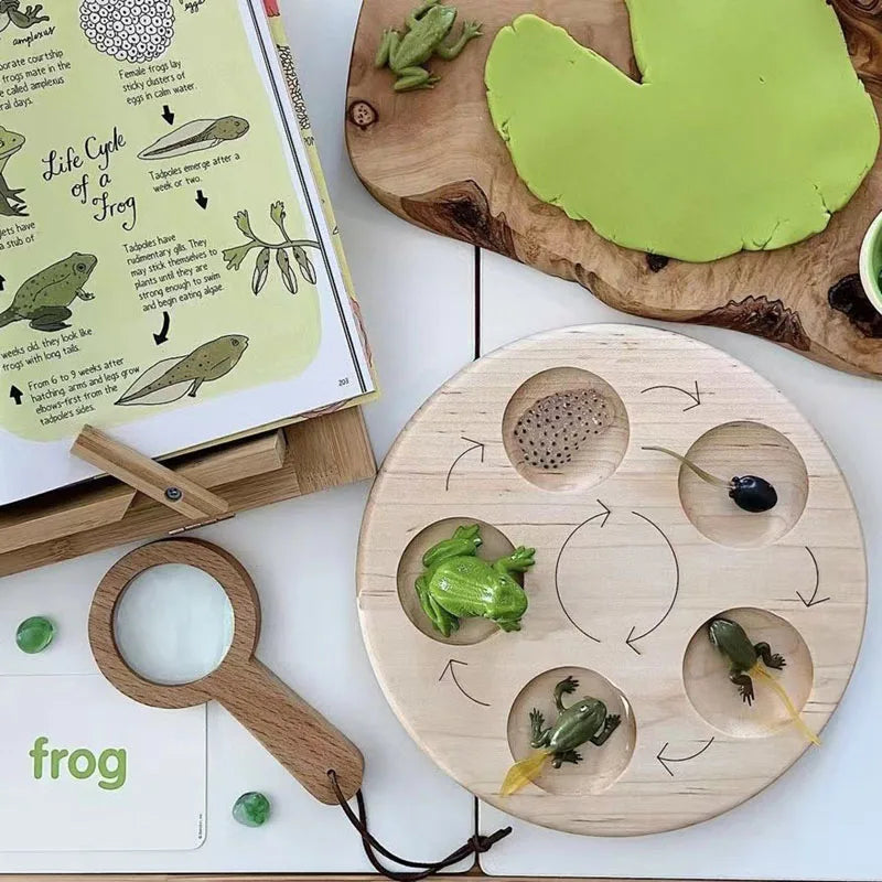 Children Simulation Biology Model Toy Animal Plant Life Growth Cycle Montessori Children Toys Set Teaching Aids Educational Toys