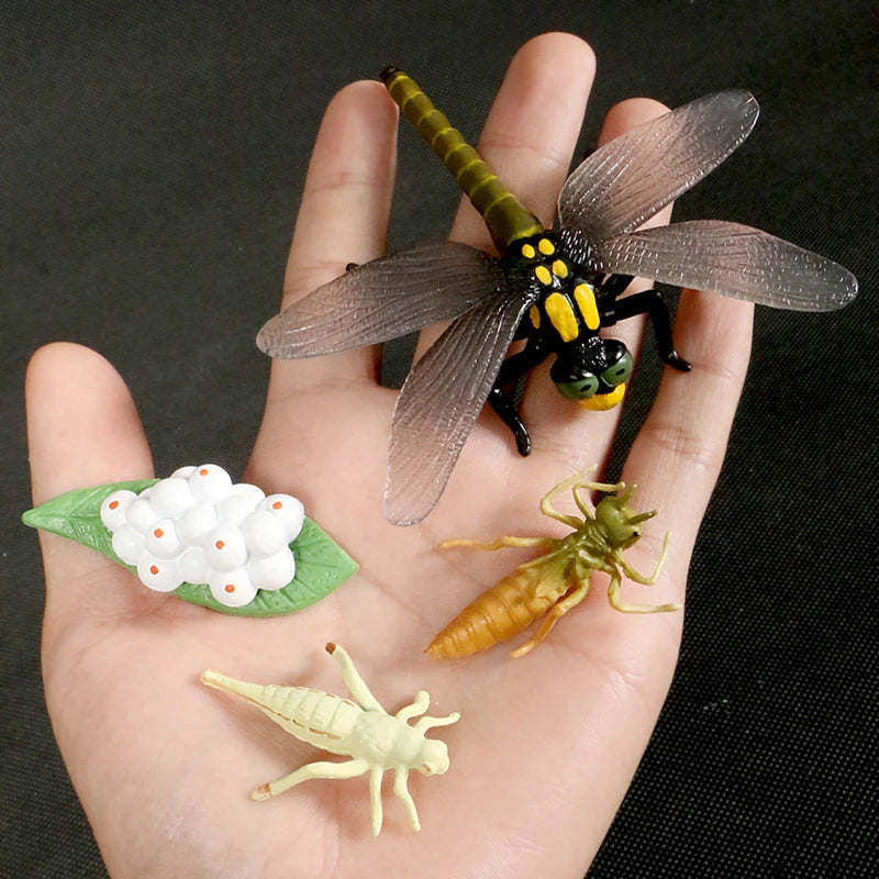 Children Simulation Biology Model Toy Animal Plant Life Growth Cycle Montessori Children Toys Set Teaching Aids Educational Toys