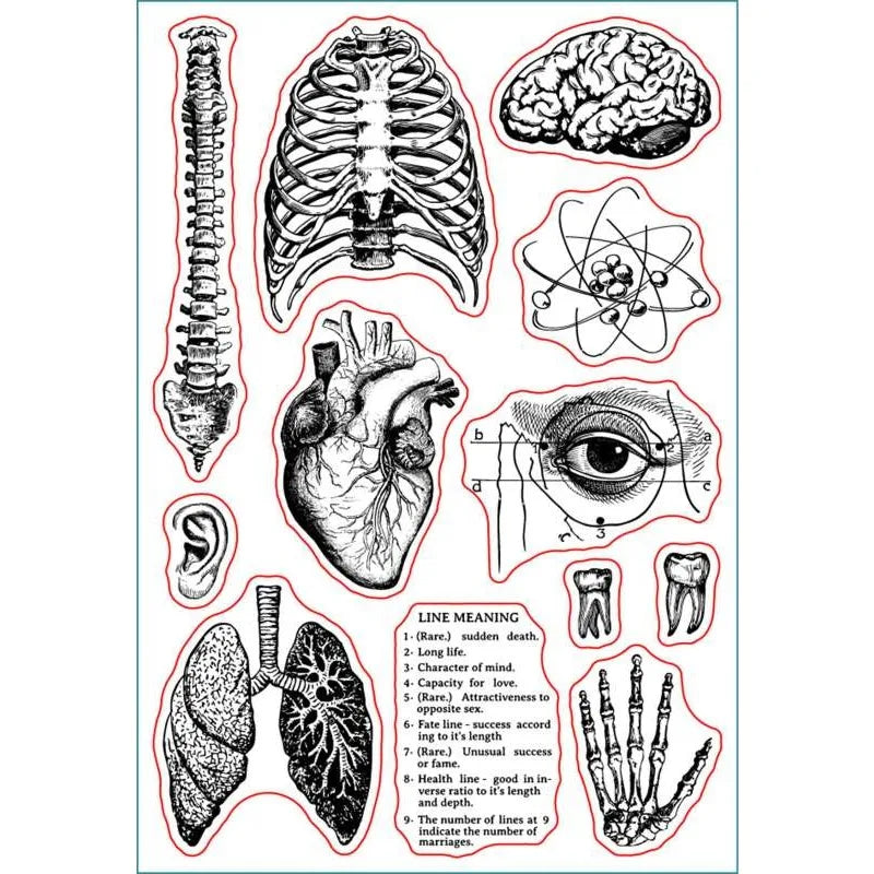 1 Sheet Human Body Silicone Clear Stamp Spine Brain Transparent Silicone Stamp Heart Lungs Rubber Stamp 4.3 x 6.3 Inch