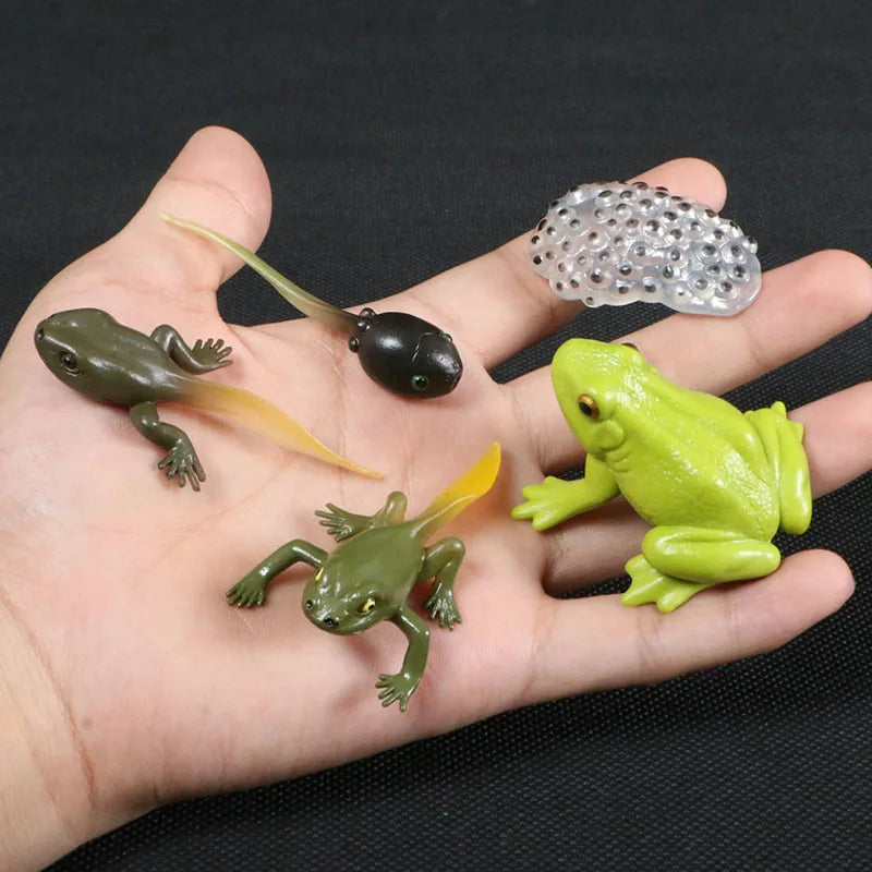 Children Simulation Biology Model Toy Animal Plant Life Growth Cycle Montessori Children Toys Set Teaching Aids Educational Toys