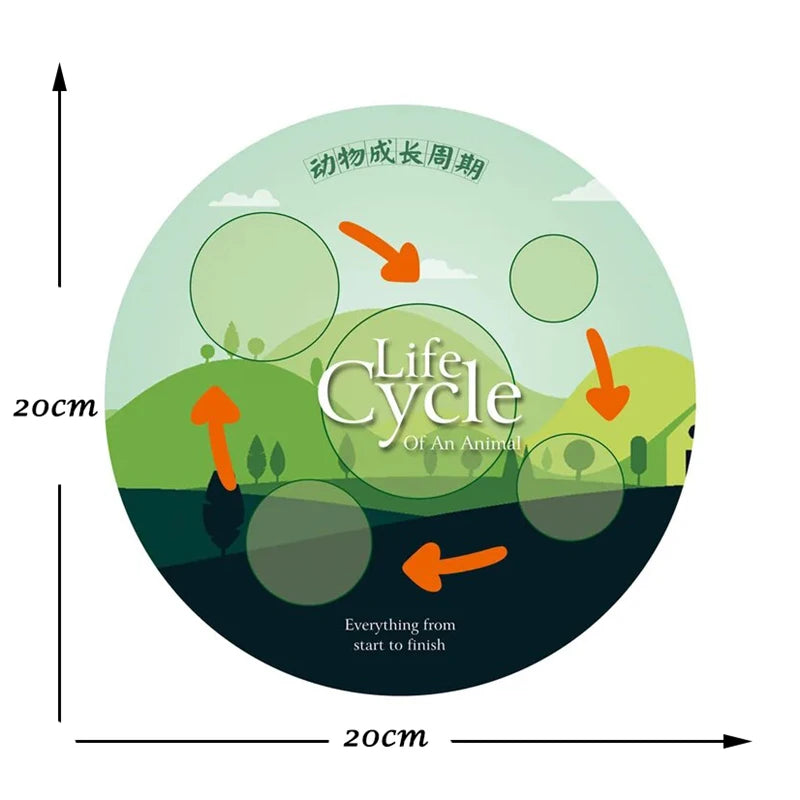 Children Simulation Biology Model Toy Animal Plant Life Growth Cycle Montessori Children Toys Set Teaching Aids Educational Toys