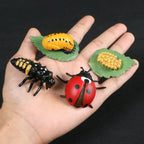 Children Simulation Biology Model Toy Animal Plant Life Growth Cycle Montessori Children Toys Set Teaching Aids Educational Toys
