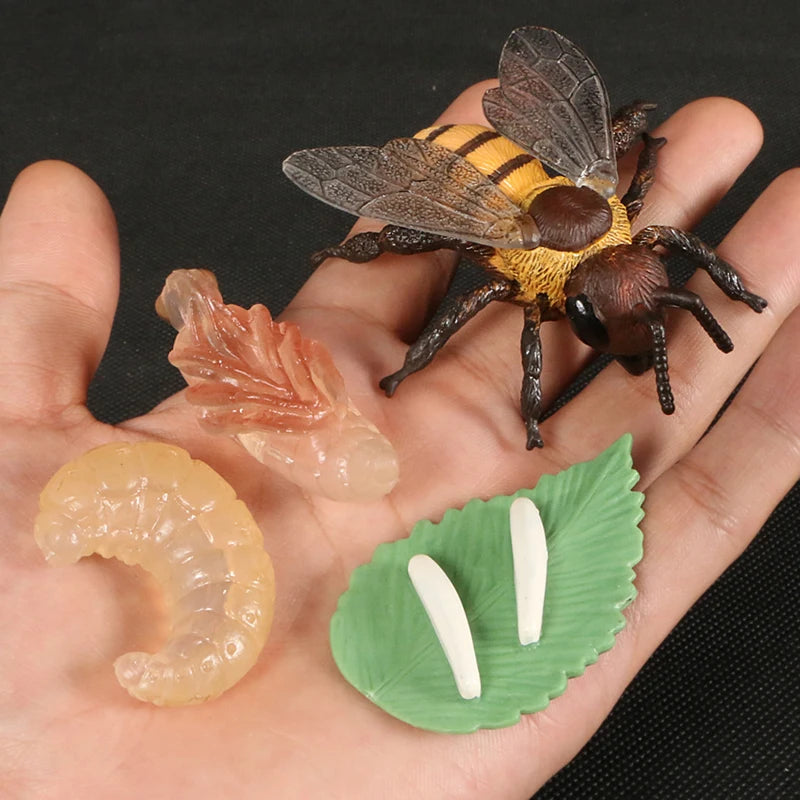Children Simulation Biology Model Toy Animal Plant Life Growth Cycle Montessori Children Toys Set Teaching Aids Educational Toys