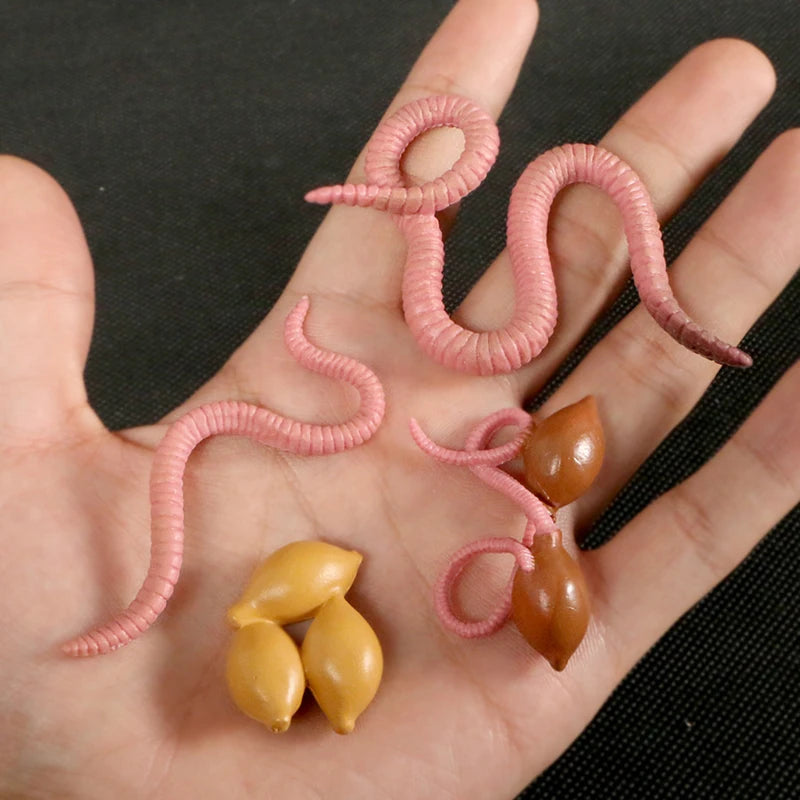 Children Simulation Biology Model Toy Animal Plant Life Growth Cycle Montessori Children Toys Set Teaching Aids Educational Toys