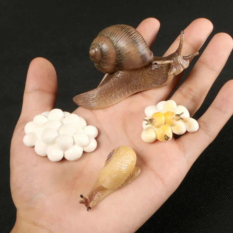 Children Simulation Biology Model Toy Animal Plant Life Growth Cycle Montessori Children Toys Set Teaching Aids Educational Toys