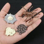 Children Simulation Biology Model Toy Animal Plant Life Growth Cycle Montessori Children Toys Set Teaching Aids Educational Toys