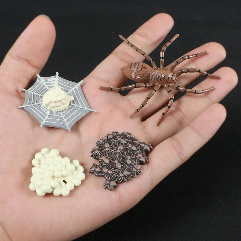 Children Simulation Biology Model Toy Animal Plant Life Growth Cycle Montessori Children Toys Set Teaching Aids Educational Toys