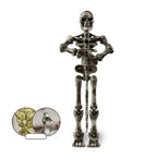 Halloween Magnetic Middle Ages Skeleton Posable Skeleton Human Shape Bones Halloween Haunted House Horror Props Skeleton Doll