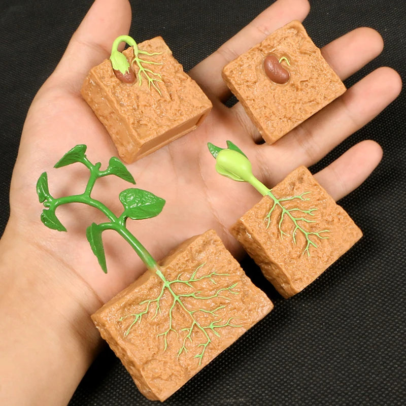 Children Simulation Biology Model Toy Animal Plant Life Growth Cycle Montessori Children Toys Set Teaching Aids Educational Toys