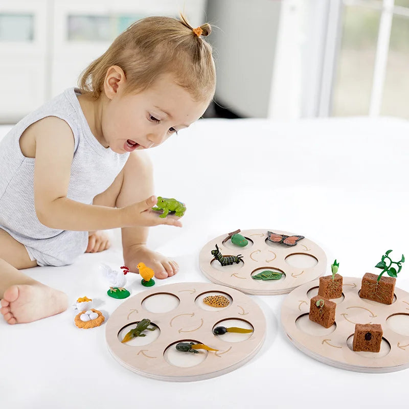 Children Simulation Biology Model Toy Animal Plant Life Growth Cycle Montessori Children Toys Set Teaching Aids Educational Toys