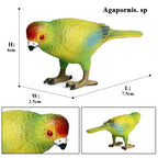Oenux Bird Forest Animal Parrot Macaw Cockatiel Cockatoo Agapornis Puffin Model Solid PVC Garden Decoration Education Kids Toy