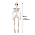 Halloween Decorations Skeleton,Posable Human Shape Skeleton,Halloween Fake Bone Horror Decoration