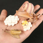 Children Simulation Biology Model Toy Animal Plant Life Growth Cycle Montessori Children Toys Set Teaching Aids Educational Toys